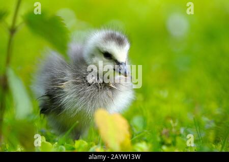 Bernache de Barnacle (Branta leucopsis), goslingue dans un pré, Allemagne, Rhénanie-du-Nord-Westphalie Banque D'Images