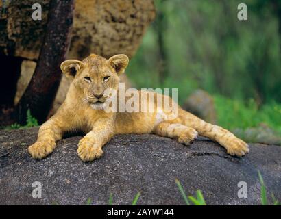 Lion (Panthera leo), jeune lion reposant sur un bloc, Afrique Banque D'Images