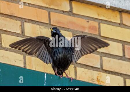 Starling impeccable (Sturnus unicolor), chant Starling Impeccable, Espagne, Estrémadure, Caceres, Don Benito Banque D'Images