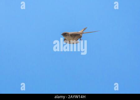 Crag martin (Ptyonoprogne rupestris, Hirundo rupestris), en vol, Autriche, Tyrol Banque D'Images