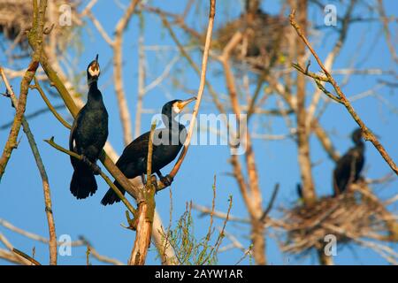 Grand cormorant (Phalacrocorax carbo), colonie de reproduction sur un arbre, Pays-Bas, Naardermeer Banque D'Images