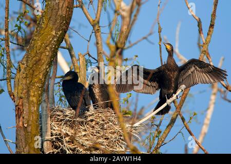 Grand cormorant (Phalacrocorax carbo), colonie de reproduction sur un arbre, Pays-Bas, Naardermeer Banque D'Images