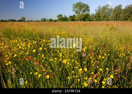 Grand buttercup, pied de biche (Ranunculus acris, Ranunculus acer), pré au printemps avec des buttercups et l'oseille commune, Rumex acétosa, Belgique, Flandre Orientale, Drongen, Keuzemeersen Banque D'Images