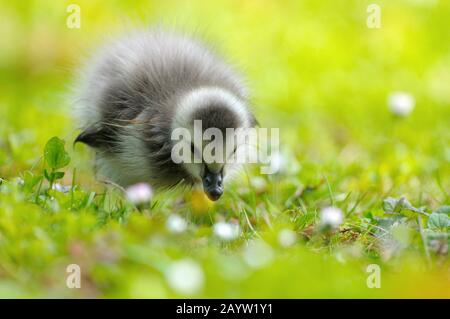 Bernache de Barnacle (Branta leucopsis), goslingue sur les aliments du bétail, Allemagne, Rhénanie-du-Nord-Westphalie Banque D'Images