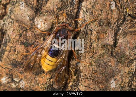 La mouche du saule géante (Cimbex luteus, Cimbex lutea), Mimicry, ressemble à un hornet, Allemagne Banque D'Images