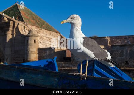 Seagull debout sur un bateau bleu traditionnel dans le port. Bâtiment de la forteresse médiévale en arrière-plan. Ciel bleu clair du matin. Essaouira, Moro Banque D'Images