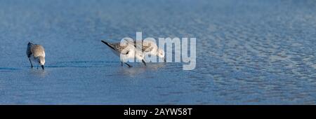 Sanderlings manger et marcher sur la plage en Californie Banque D'Images