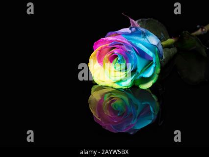 Rose avec pétales multicolores avec une réflexion sur un fond noir Banque D'Images