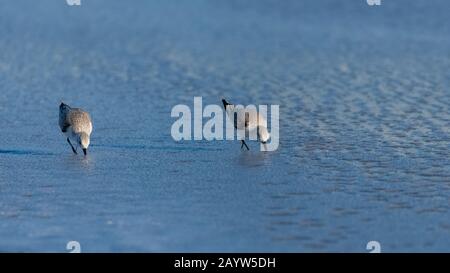 Sanderlings manger et marcher sur la plage en Californie Banque D'Images