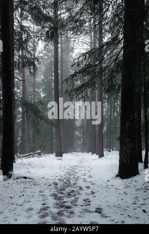 Piste forestière couverte de neige Misty Norwegian avec empreintes de pas Banque D'Images