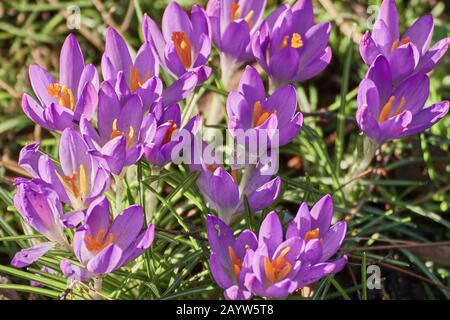 Fleurs de crocus violet en début de printemps par une journée ensoleillée. Crocus Iridaceae Banque D'Images