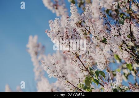 Concept de ressort. Magnifique lilas sur fond bleu ciel. Gros plan de fleurs de printemps violettes. Concept de floraison et de nature. Banque D'Images