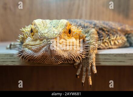 Dragon barbu dans un vivarium regardant la caméra Banque D'Images