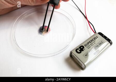 électrolyse à microéchelle du chlorure de sodium Banque D'Images