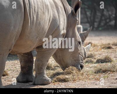 Gros Plan White Rhinoceros Est Manger De L'Herbe Sèche Banque D'Images