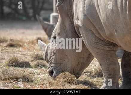 Gros Plan White Rhinoceros Est Manger De L'Herbe Sèche Banque D'Images