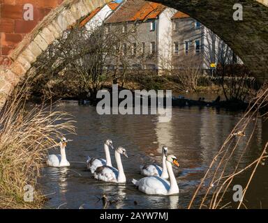 River Tyne, Haddington, East Lothian, Écosse, Royaume-Uni, 17 Février 2020. Royaume-Uni Météo: Le soleil brille sur la rive du pont Nungate avec le niveau d'eau après de récentes fortes pluies indiquées par le marqueur d'inondation. Une famille de cygnes et de cygnets nagent dans la rivière qui se reflète dans l'eau Banque D'Images