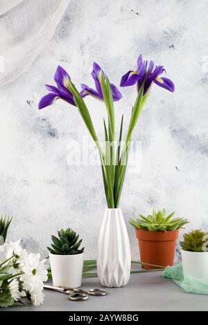 Magnifiques iris violets d'arbres frais dans un vase en céramique blanc avec chrysanthèmes blancs, ciseaux et plantes en pots sur fond bleu. Style de jardinage Banque D'Images