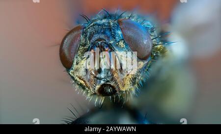 Macro photo fly head Banque D'Images