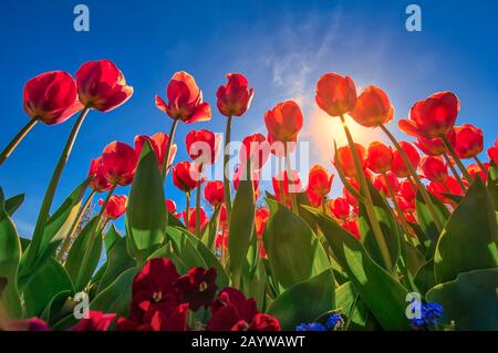 Un paysage magique avec le soleil sur un champ de tulipe du point de vue bas. Banque D'Images