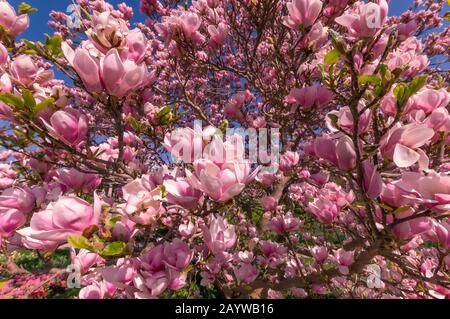 Cerisier Blossom arbre makro tourné avec rose colorée. Banque D'Images