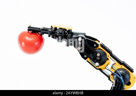 Le bras du robot à la tomate Banque D'Images