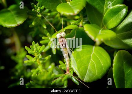 Grand mayfly reposant sur les feuilles de lingonberry. Macrophotographie. Banque D'Images