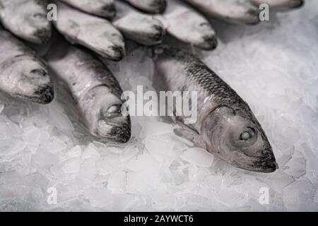 Gros plan de sprat congelé plié sur la glace. Marché du poisson. Production de poisson biologique. Banque D'Images