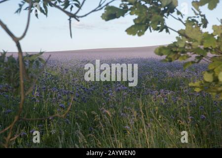 Champ de Phacelia tanacetifolia pourpre croissant dans un champ situé à la périphérie de St Andrews, Fife, Écosse. Banque D'Images