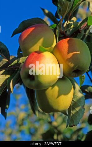 Pommes (Malus) Banque D'Images