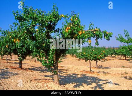 Abricots en Provence, France Banque D'Images