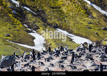 Les pingouins à chinstrap (Pygoscelis antarcticus) se reproduisent à Baily Head, île de la tromperie, Antarctique. Le nombre d'oiseaux reproducteurs a diminué, passant de 100 000 Banque D'Images