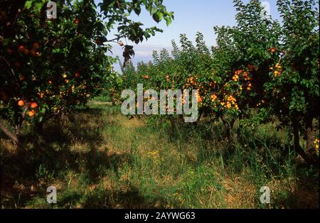 Abricots en Provence, France Banque D'Images
