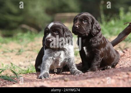 Belle chiots de chien de caille allemand au printemps Banque D'Images