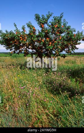 Abricots en Provence, France Banque D'Images