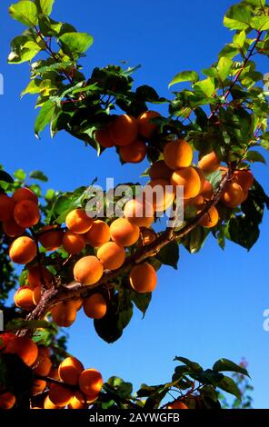 Abricots en Provence, France Banque D'Images