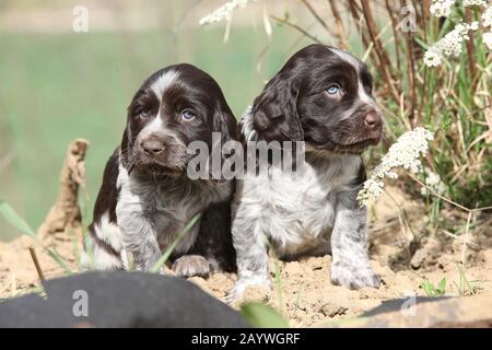 Belle chiots de chien de caille allemand au printemps Banque D'Images