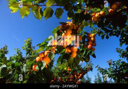 Abricots en Provence, France Banque D'Images