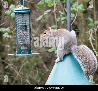 L'Écureuil gris (Sciurus carolinensis) Banque D'Images