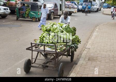 Dambulla, Sri Lanka: 18/03/2019: Agriculteur emportant sa récolte de bananes sur le marché à l'aide d'un chariot à main. Banque D'Images