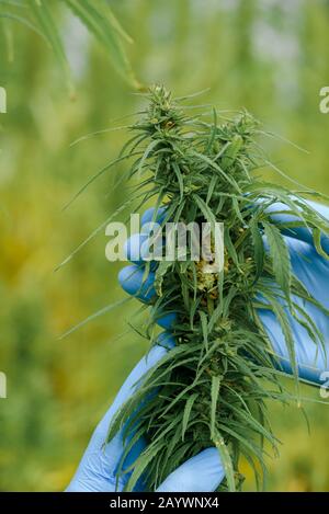 L'agriculteur en gants montre la plante de chanvre sur le champ agricole commercial Banque D'Images