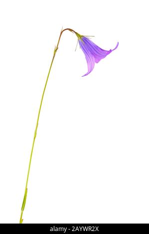 Bellflower (Campanula patula) isolé sur fond blanc. Banque D'Images