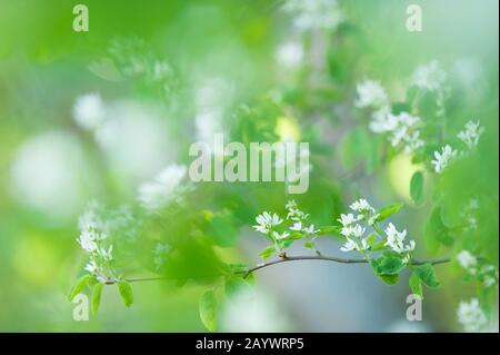 Fleurs blanches de printemps. Fleurs De Serviceberry (Amelanchier Alnifolia) Banque D'Images
