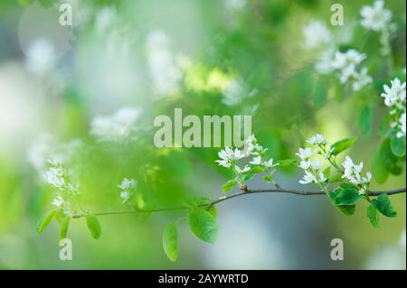 Fleurs blanches de printemps. Fleurs De Serviceberry (Amelanchier Alnifolia) Banque D'Images