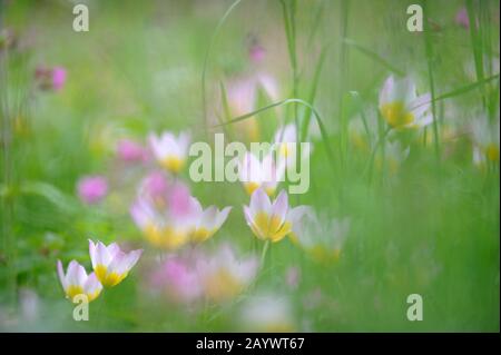 Tulipes (Tulipa Bakeri Lilac Wonder) sur un pré au printemps. Banque D'Images