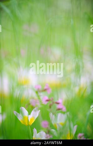 Tulipes (Tulipa Bakeri Lilac Wonder) sur un pré au printemps. Banque D'Images