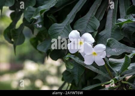 Frangipani blanc plumeria tropicale fleur exotique Banque D'Images