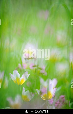 Tulipes (Tulipa Bakeri Lilac Wonder) sur un pré au printemps. Banque D'Images