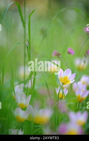 Tulipes (Tulipa Bakeri Lilac Wonder) sur un pré au printemps. Banque D'Images