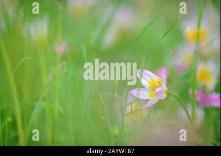 Tulipes (Tulipa Bakeri Lilac Wonder) sur un pré au printemps. Banque D'Images